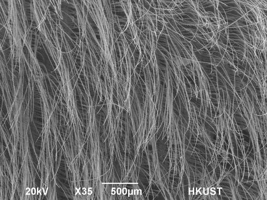 The microstructure of the velvet structure on an Eagle Owl's primary feather.